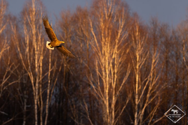 Pygargue à queue blanche, forêt de Bialowieza