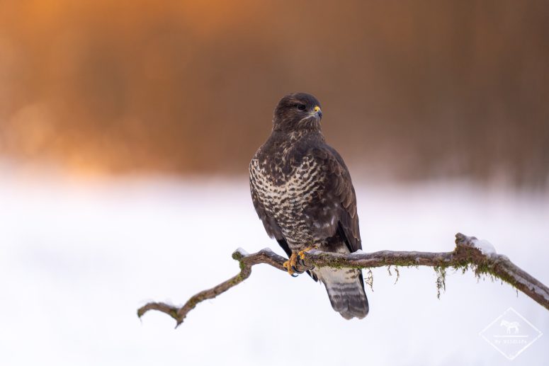 Buse variable, forêt de Bialowieza