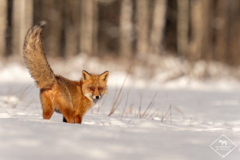 Renard roux, forêt de Bialowieza