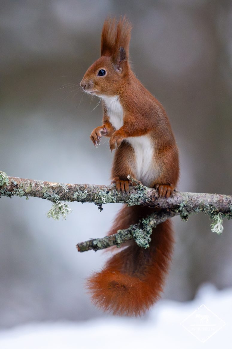 Ecureuil roux, forêt de Bialowieza