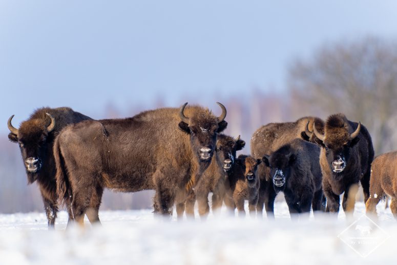 Bisons d'Europe, forêt de Bialowieza