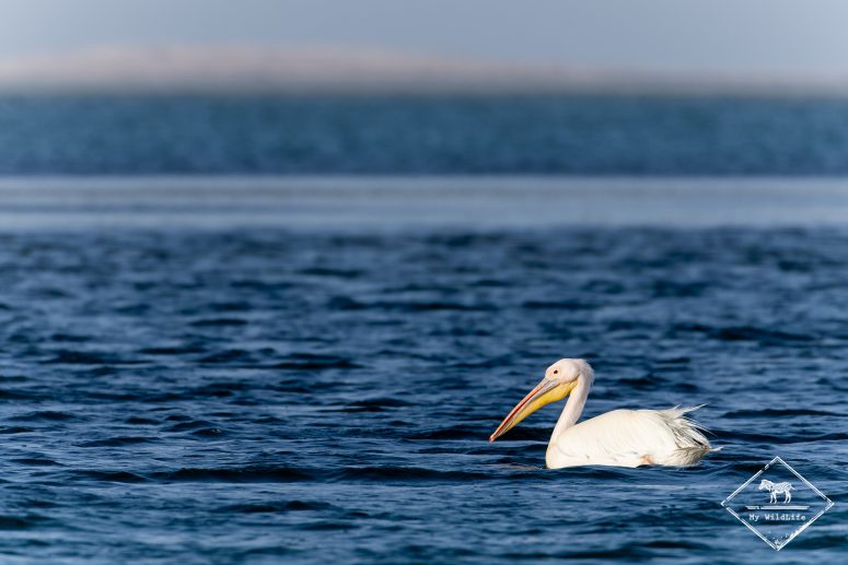 Pélican blanc, parc national du Banc d'Arguin