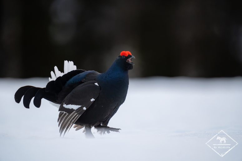 Tétras lyre, Finlande