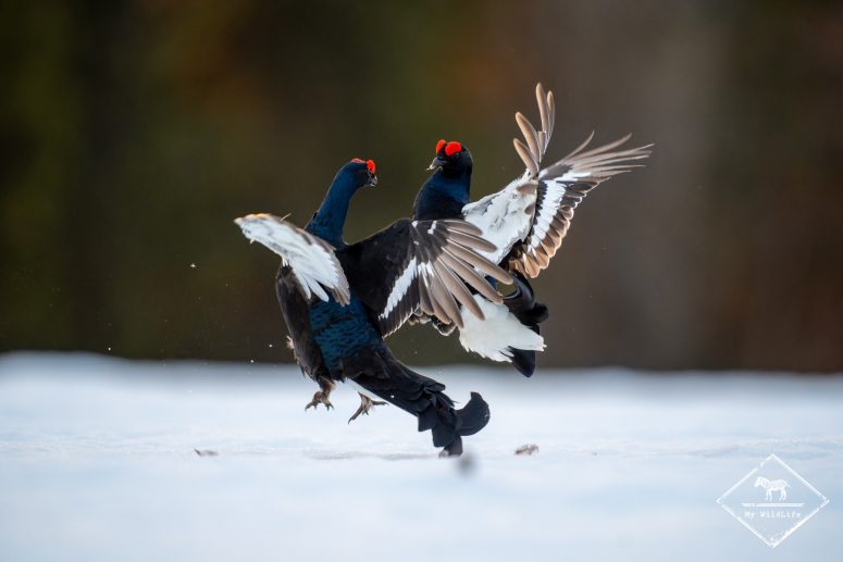 Parade nuptiale du tétras lyre, Finlande