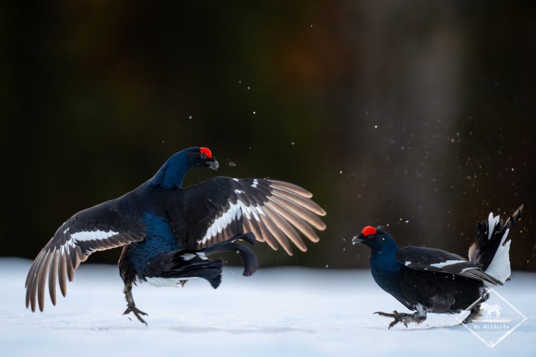 Parade nuptiale du tétras lyre, Finlande