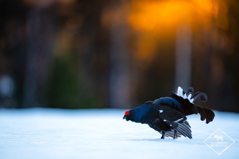 Tétras lyre, Finlande