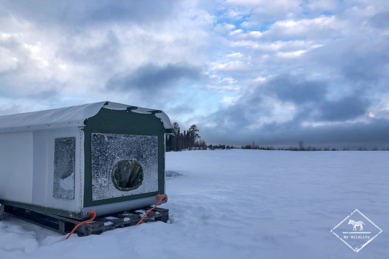 Affût pour photographier le tétras lyre en Finlande