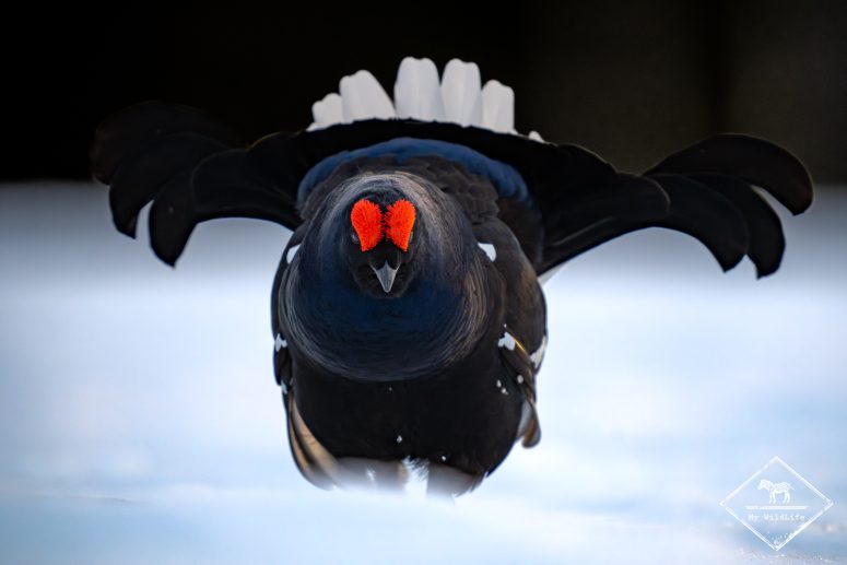 Tétras lyre, Finlande