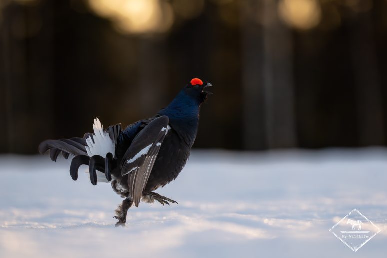 Tétras lyre, Finlande