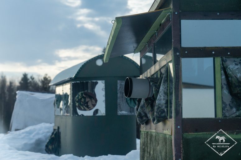 Affût pour photographier le tétras lyre en Finlande