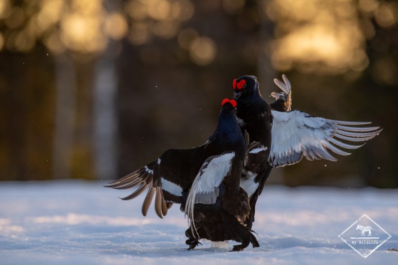 Parade nuptiale du tétras lyre, Finlande