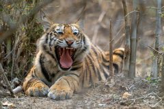 Tigre, Parc national Bandhavgarh