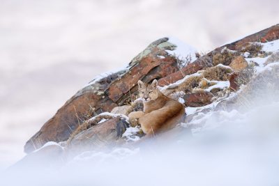 Voyage photo puma en Patagonie