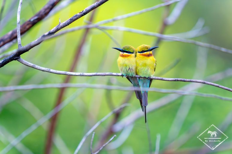Où voir des oiseaux au Sri Lanka ?