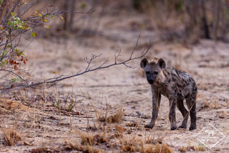 Hyènes tachetée, Zimbabwe