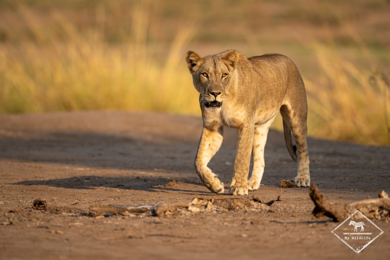 Lion, Zimbabwe
