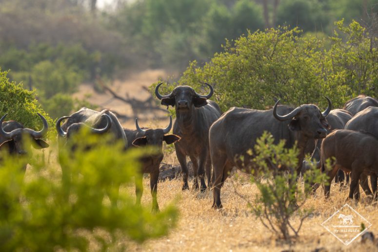 Buffles d'Afrique, Zimbabwe
