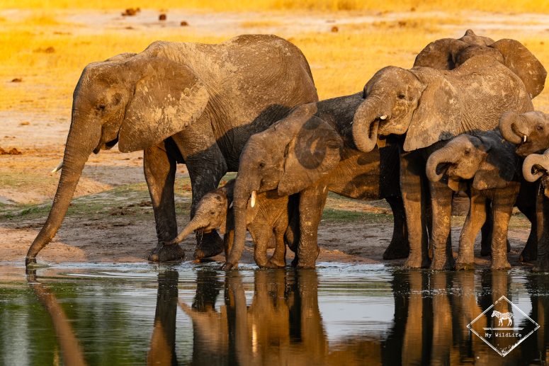 Quels animaux voir en safari au Zimbabwe ?