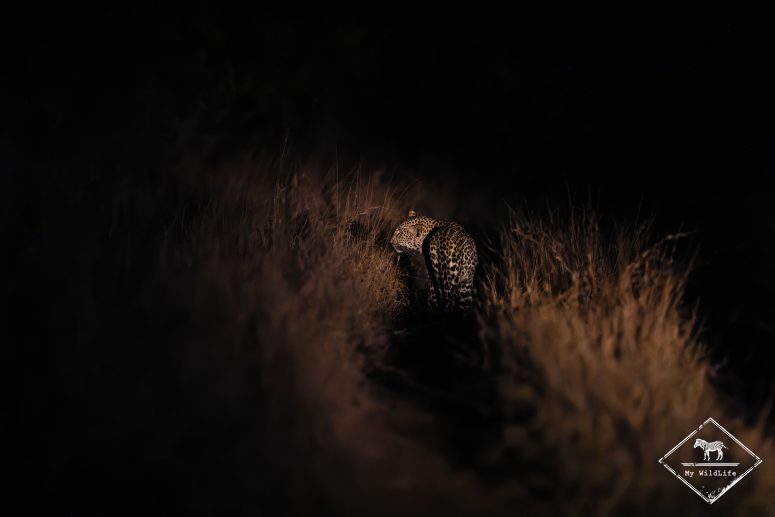 Léopard dans la nuit, Thornybush