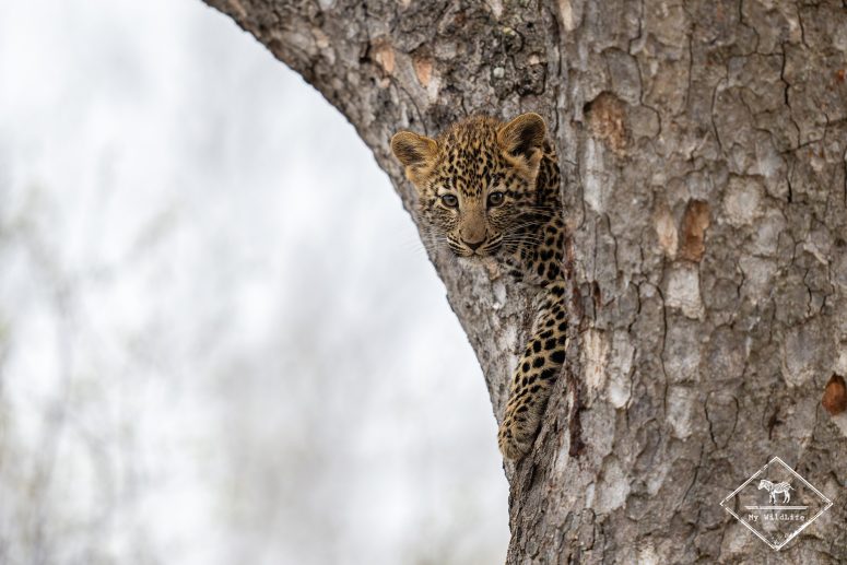 Léopardeau, Thornybush