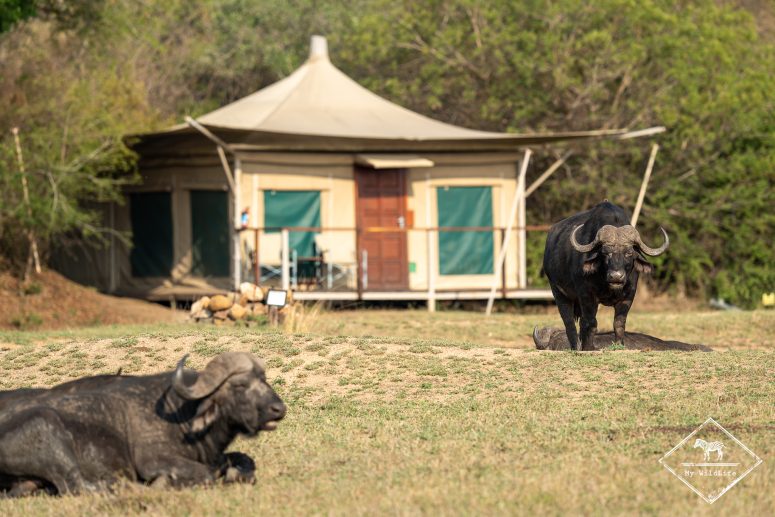 Buffles face au Tangala Safari Camp, Thornybush