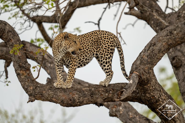Léopard, Thornybush