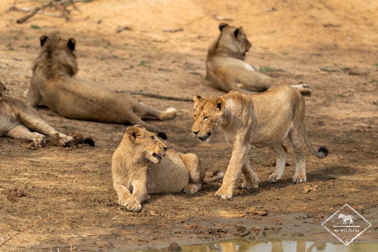 Lions, Thornybush
