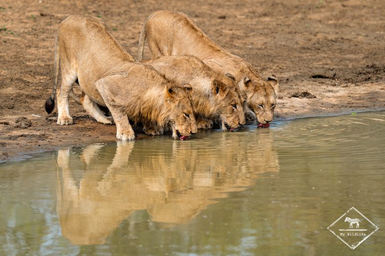 Lions buvant au waterhole, Thornybush