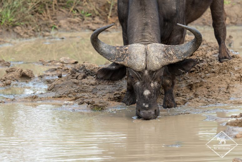 Buffle qui boit, Thornybush