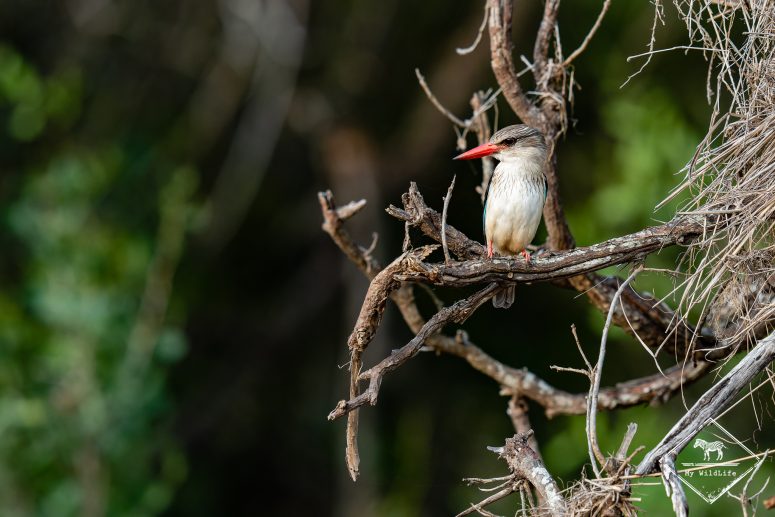 Martin-chasseur à tête brune, Thornybush