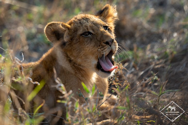 Lionceau, Thornybush