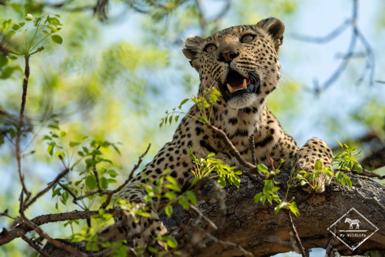 Léopard, Thornybush
