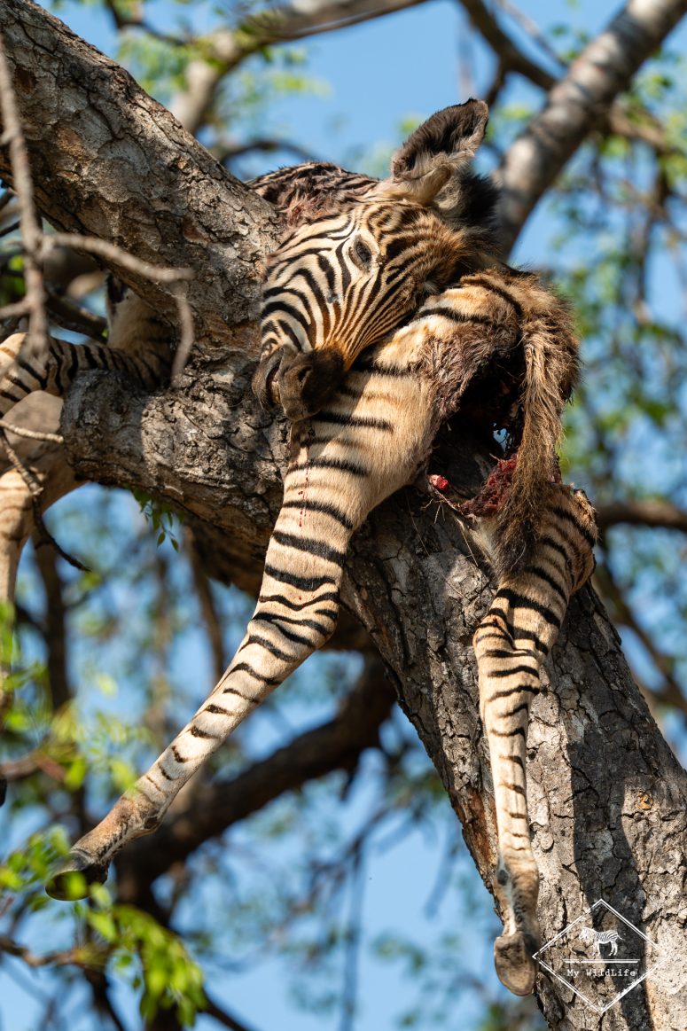 Zèbre dans un arbre, Thornybush