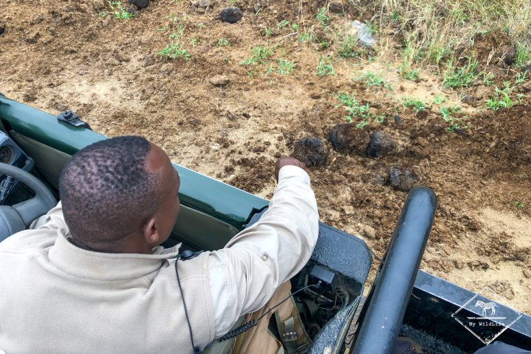 Déjection de rhinocéros blanc, Thornybush