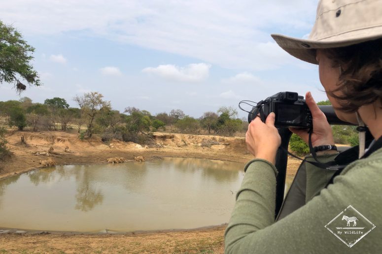 Observation des lions, Thornybush