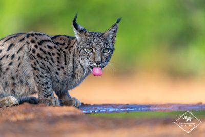 Lynx ibérique
