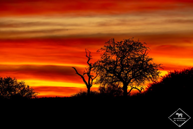 mashatu gregoryrohart 1