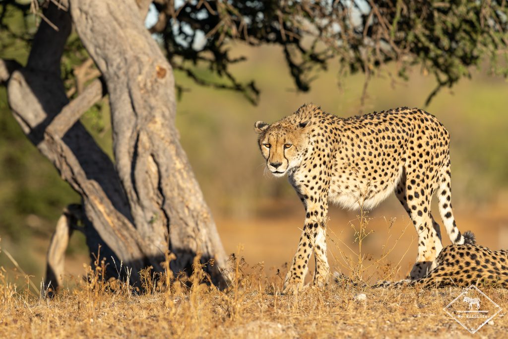 Guépard, Mashatu