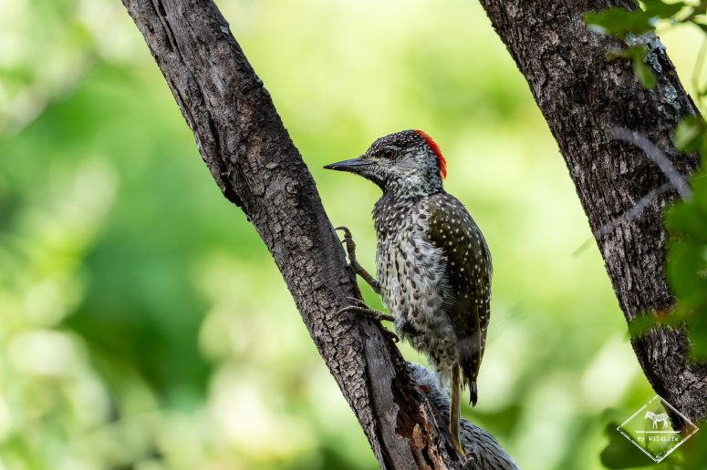 Pic à queue dorée, Mashatu Game reserve
