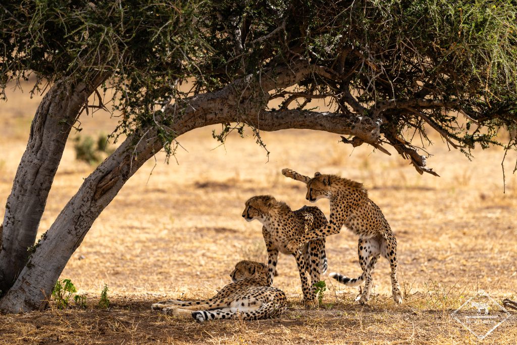 Guépard, Mashatu