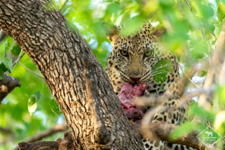 Léopard, Mashatu Game Reserve
