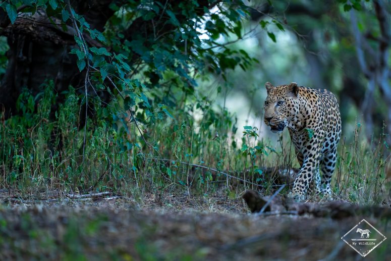 Léopard, Mashatu Game reserve