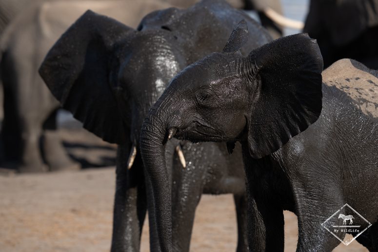 En safari avec le Somalisa Camp