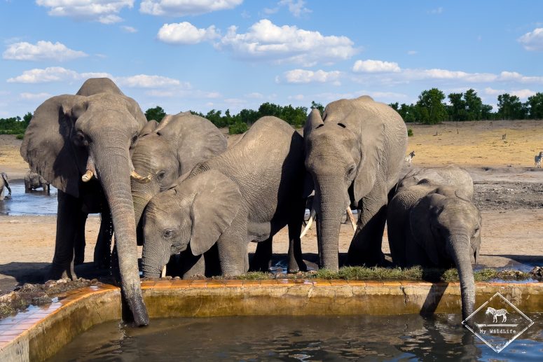 Les éléphants au Somalisa Camp, Hwange