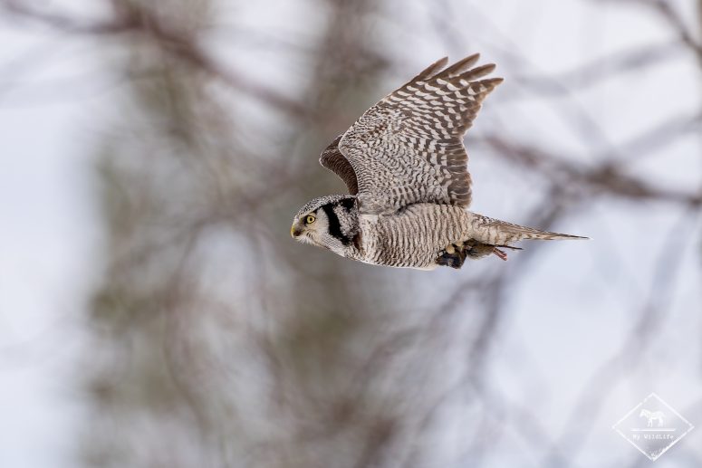 Chouette épervière, Finlande