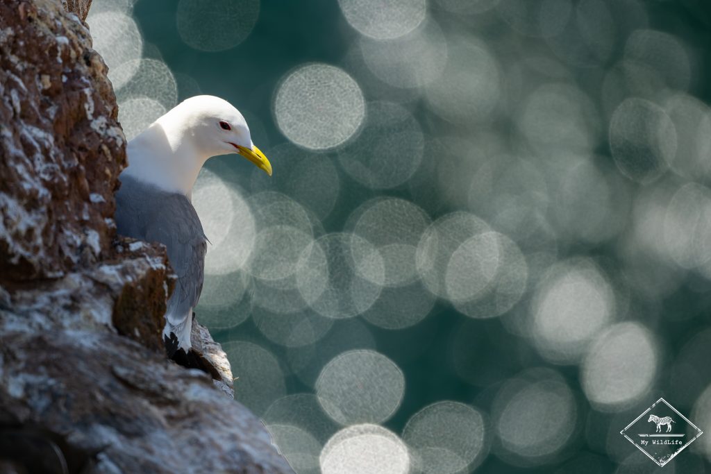 Mouette tridactyle, Ecosse