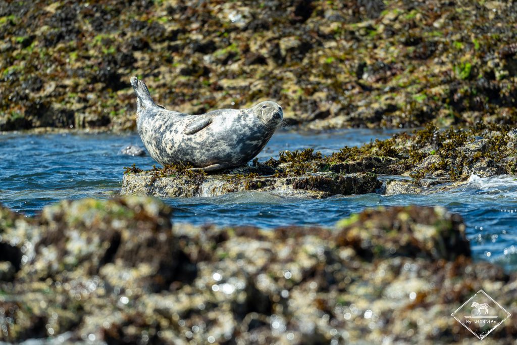 Phoque gris, Ecosse