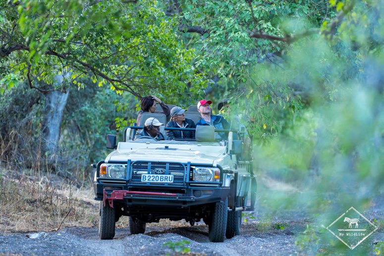 En safari, Mashatu Game reserve