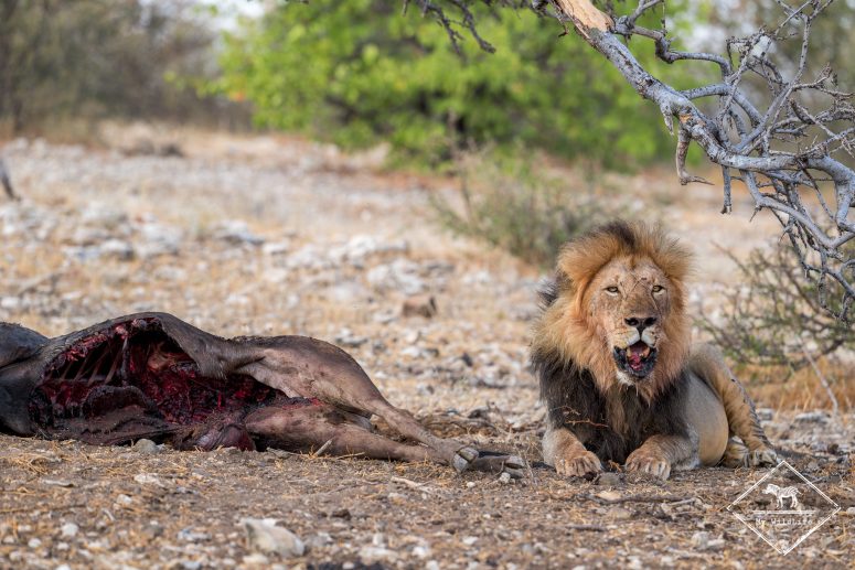Lion, Mashatu Game reserve