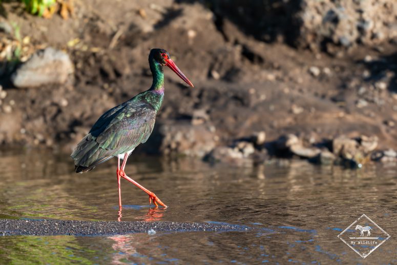 Cigogne noire, Mashatu Game reserve